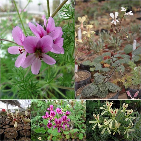 Pelargonium oreophilum, P. barklyi, P. rapaceum, P. magenteum, P. appendiculatum - všechna fota Jaroslav Hušner