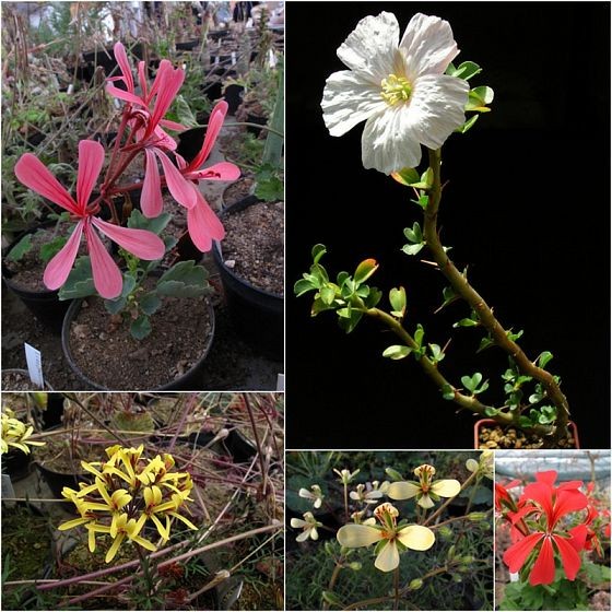 Pelargonium acetosum, P. luteum - obě fota J. Hušner, Monsonia vanderietiae - foto R. Matulová, Pelargonium hystrix, P. inquinans - obě fota J. Hušner