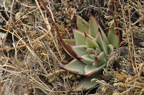 Echeveria agavoides