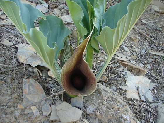 Synandrospadix vermitoxicus Synandrospadix vermitoxicus