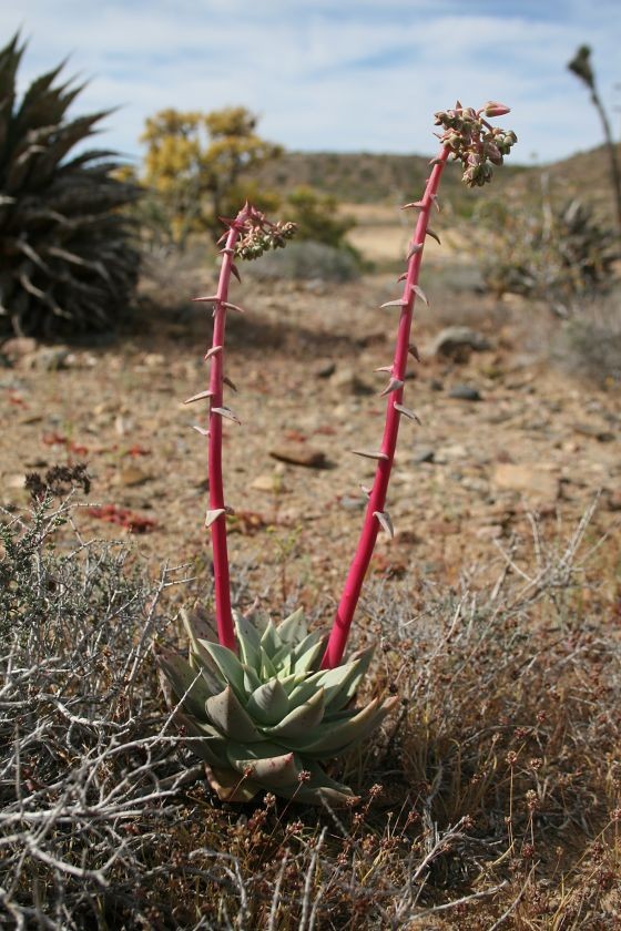 dudleya-palmerii---jizne-od-catavina---libor-kunte-560.jpg