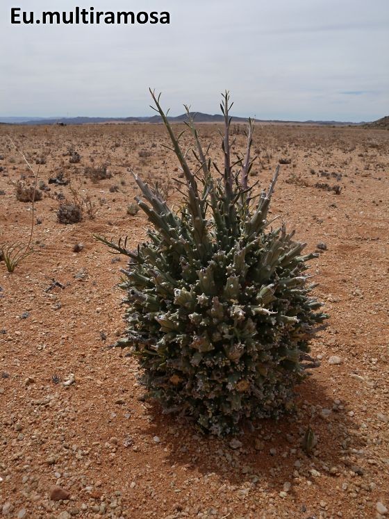 Euphorbia multiramosa