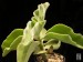 Kalanchoe lateritia