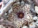 Stapelianthus madagascariensis 2