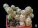 Crassula barklyi 'teres' Vredendal, HH5049