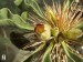 Pachypodium namaquanum - květy