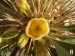 Pachypodium namaquanum - detail květu