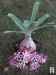 Ammocharis coranica květ