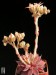 Graptopetalum rusbyi