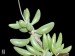 Adromischus filicaulis ssp.marlothii H 5149