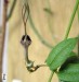 Ceropegia africana ssp. africana