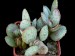 Adromischus schuldtianus, Kakamas