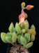 Cotyledon tomentosa