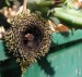 Huernia hystrix