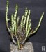 Euphorbia aeruginosa