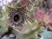 Huernia loeseneriana