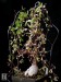 Fockea capensis (syn. F. crispa)