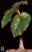 Begonia  dipetala 