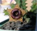 Huernia zebrina