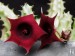 Huernia schneideriana