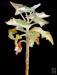 Kalanchoe beharensis