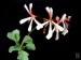 Pelargonium acetosum