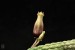 Echidnopsis squamulata, PH 1314, Yemen