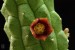 Echidnopsis cereiformis, PH 1722D, Ethiopia