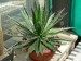 Agave schidigera