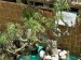 Euphorbia piscatoria
