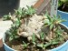 Nananthus broomii