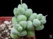 Crassula elegans, Bloedrift