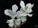 Cotyledon orbiculata, Vredendal