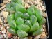 Haworthia cooperi v. dielsiana, IB 07008, Eastpoort Station, 12 km NE of Cookhouse