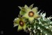 Echidnopsis planiflora, PH 1413, Ethiopia