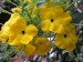 Uncarina decaryi