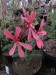 Pelargonium  acetosum