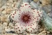 Stapelianthus madagascariensis