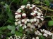 Pelargonium vinaceum, Rosyntjieberg