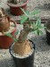 praha_02_adenium somalense_2016