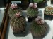 praha_28_gymnocalycium spegazzinii_2016