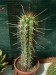 praha_30_trichocereus chilensis zizkianus_2016