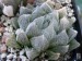 Haworthia cooperi v. venusta