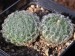 Haworthia odetteae, Jansenville