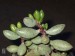 Adromischus filicaulis GDR_413