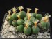 Conophytum uviforme, Nieuwoudtville