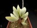 Adromischus leucophyllus