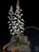 Lachenalia mathewsii