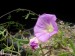 Ipomoea plummerae, Abra de Infernillo, Argentina