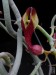 Ceropegia aristolochioides